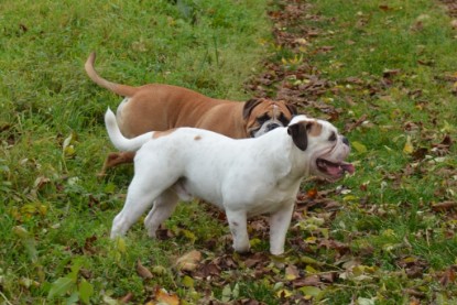 Continental Bulldogs Seeblickbulls Bilderalbum - Kurztrip am 07.11.2015