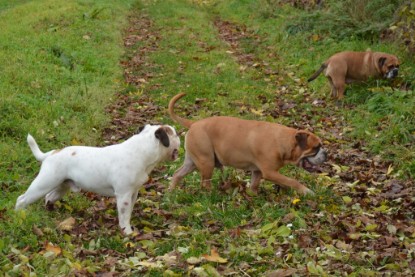 Continental Bulldogs Seeblickbulls Bilderalbum - Kurztrip am 07.11.2015