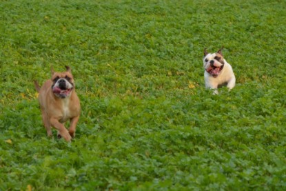 Continental Bulldogs Seeblickbulls Bilderalbum - Kurztrip am 07.11.2015