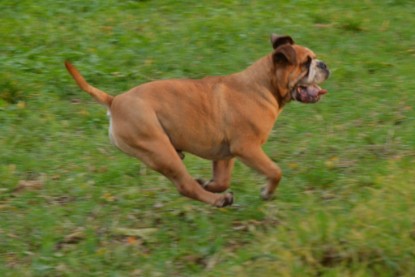 Continental Bulldogs Seeblickbulls Bilderalbum - Kurztrip am 07.11.2015