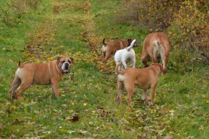 Continental Bulldogs Seeblickbulls Bilderalbum - Kurztrip am 07.11.2015