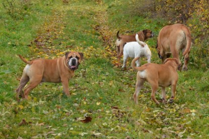 Continental Bulldogs Seeblickbulls Bilderalbum - Kurztrip am 07.11.2015