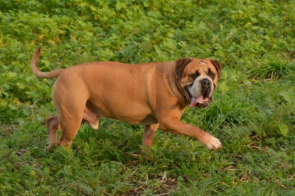 Continental Bulldogs Seeblickbulls Bilderalbum - Kurztrip am 07.11.2015