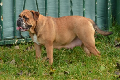 Continental Bulldogs Seeblickbulls Bilderalbum - Kurztrip am 07.11.2015