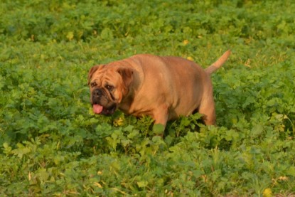 Continental Bulldogs Seeblickbulls Bilderalbum - Kurztrip am 07.11.2015