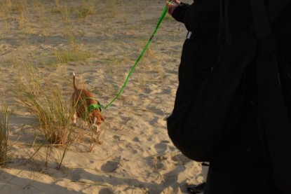 Continental Bulldogs Seeblickbulls Bilderalbum - Ostsee am 25.12.2015