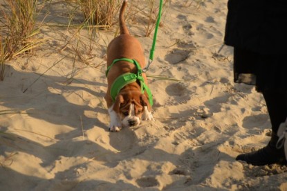 Continental Bulldogs Seeblickbulls Bilderalbum - Ostsee am 25.12.2015