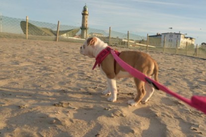 Continental Bulldogs Seeblickbulls Bilderalbum - Ostsee am 25.12.2015