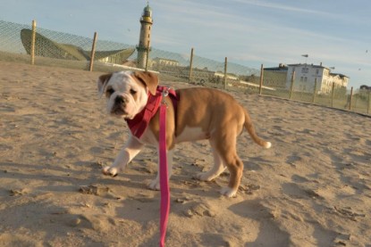 Continental Bulldogs Seeblickbulls Bilderalbum - Ostsee am 25.12.2015