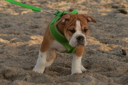 Continental Bulldogs Seeblickbulls Bilderalbum - Ostsee am 25.12.2015