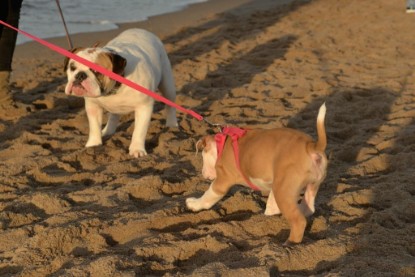 Continental Bulldogs Seeblickbulls Bilderalbum - Ostsee am 25.12.2015