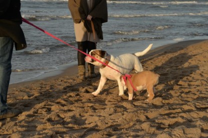 Continental Bulldogs Seeblickbulls Bilderalbum - Ostsee am 25.12.2015