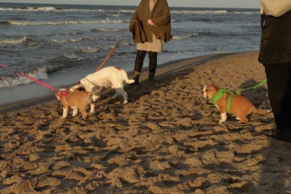 Continental Bulldogs Seeblickbulls Bilderalbum - Ostsee am 25.12.2015