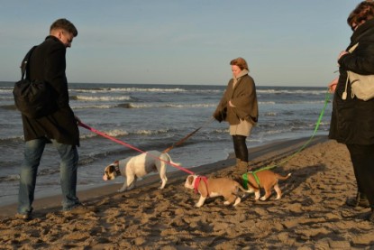 Continental Bulldogs Seeblickbulls Bilderalbum - Ostsee am 25.12.2015