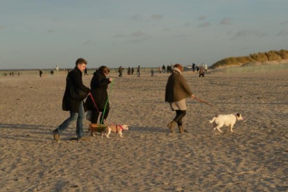 Continental Bulldogs Seeblickbulls Bilderalbum - Ostsee am 25.12.2015