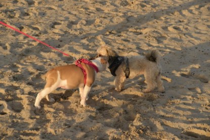 Continental Bulldogs Seeblickbulls Bilderalbum - Ostsee am 25.12.2015