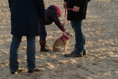 Continental Bulldogs Seeblickbulls Bilderalbum - Ostsee am 25.12.2015