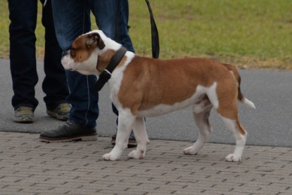 Continental Bulldogs Seeblickbulls Bilderalbum - Mecklen-Bulls George zu Besuch