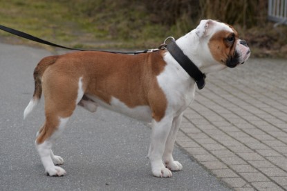 Continental Bulldogs Seeblickbulls Bilderalbum - Mecklen-Bulls George zu Besuch