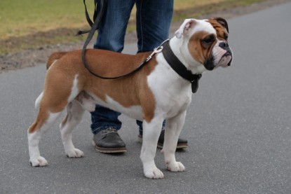 Continental Bulldogs Seeblickbulls Bilderalbum - Mecklen-Bulls George zu Besuch