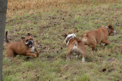 Continental Bulldogs Seeblickbulls Bilderalbum - Mecklen-Bulls George zu Besuch