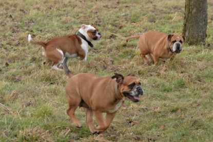 Continental Bulldogs Seeblickbulls Bilderalbum - Mecklen-Bulls George zu Besuch