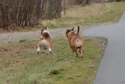 Continental Bulldogs Seeblickbulls Bilderalbum - Mecklen-Bulls George zu Besuch