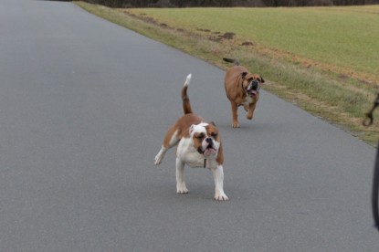 Continental Bulldogs Seeblickbulls Bilderalbum - Mecklen-Bulls George zu Besuch