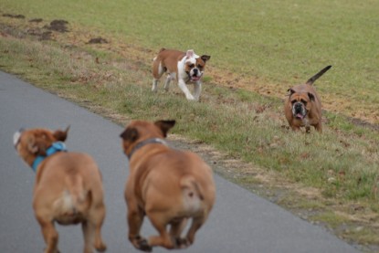 Continental Bulldogs Seeblickbulls Bilderalbum - Mecklen-Bulls George zu Besuch