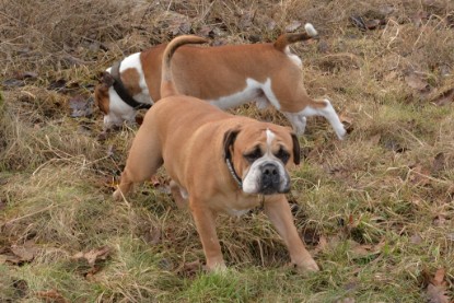 Continental Bulldogs Seeblickbulls Bilderalbum - Mecklen-Bulls George zu Besuch