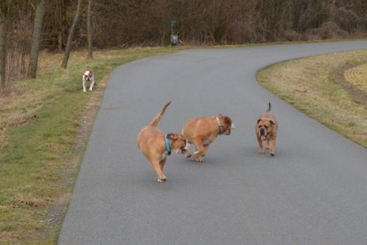 Continental Bulldogs Seeblickbulls Bilderalbum - Mecklen-Bulls George zu Besuch