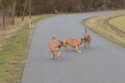 Continental Bulldogs Seeblickbulls Bilderalbum - Mecklen-Bulls George zu Besuch