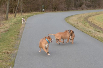 Continental Bulldogs Seeblickbulls Bilderalbum - Mecklen-Bulls George zu Besuch