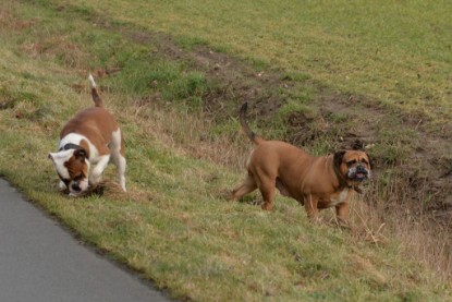 Continental Bulldogs Seeblickbulls Bilderalbum - Mecklen-Bulls George zu Besuch