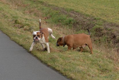 Continental Bulldogs Seeblickbulls Bilderalbum - Mecklen-Bulls George zu Besuch