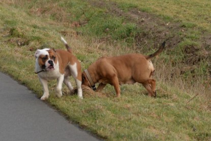 Continental Bulldogs Seeblickbulls Bilderalbum - Mecklen-Bulls George zu Besuch