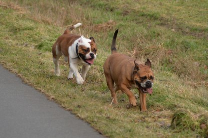 Continental Bulldogs Seeblickbulls Bilderalbum - Mecklen-Bulls George zu Besuch