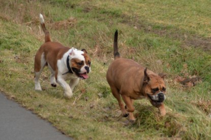 Continental Bulldogs Seeblickbulls Bilderalbum - Mecklen-Bulls George zu Besuch