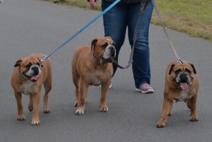 Continental Bulldogs Seeblickbulls Bilderalbum - Mecklen-Bulls George zu Besuch