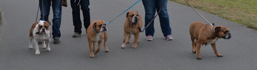 Continental Bulldogs Seeblickbulls Bilderalbum - Mecklen-Bulls George zu Besuch