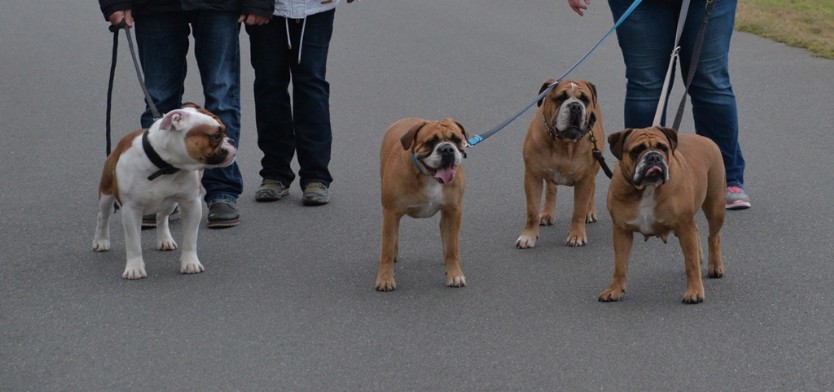 Continental Bulldogs Seeblickbulls Bilderalbum - Mecklen-Bulls George zu Besuch