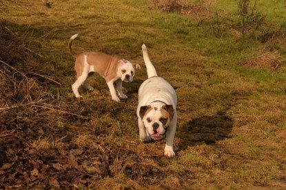 Continental Bulldogs Seeblickbulls Bilderalbum - am See am 7. Februar 2016