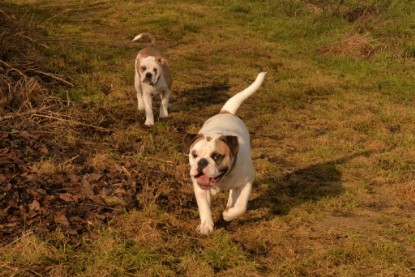 Continental Bulldogs Seeblickbulls Bilderalbum - am See am 7. Februar 2016