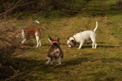 Continental Bulldogs Seeblickbulls Bilderalbum - am See am 7. Februar 2016