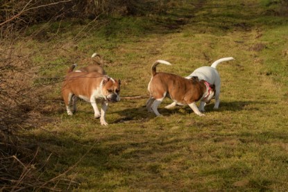 Continental Bulldogs Seeblickbulls Bilderalbum - am See am 7. Februar 2016