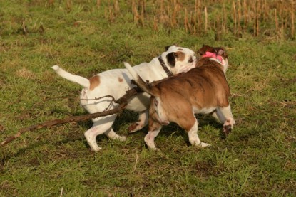 Continental Bulldogs Seeblickbulls Bilderalbum - am See am 7. Februar 2016