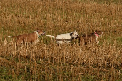 Continental Bulldogs Seeblickbulls Bilderalbum - am See am 7. Februar 2016