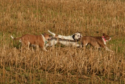 Continental Bulldogs Seeblickbulls Bilderalbum - am See am 7. Februar 2016