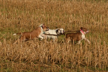 Continental Bulldogs Seeblickbulls Bilderalbum - am See am 7. Februar 2016