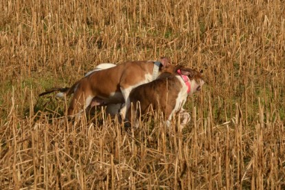 Continental Bulldogs Seeblickbulls Bilderalbum - am See am 7. Februar 2016